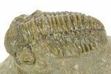 Bargain, Gerastos Trilobite Fossil - Morocco #377251-3